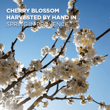 Load image into Gallery viewer, L&#39;occitane Cherry Blossom Shower Gel (Bundle of 2) | hebeloft
